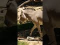 Horses And Donkeys Can Cross Breeds