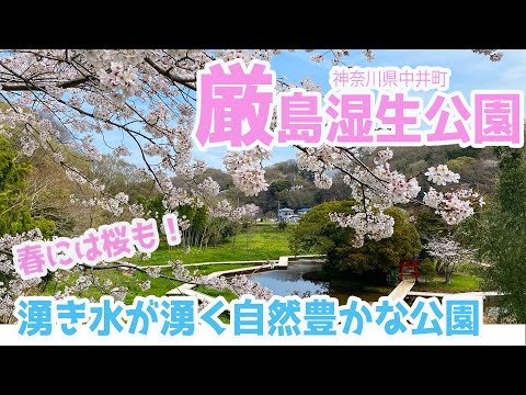 【湧き水が出る公園】自然豊かな厳島湿生公園（神奈川県中井町）
