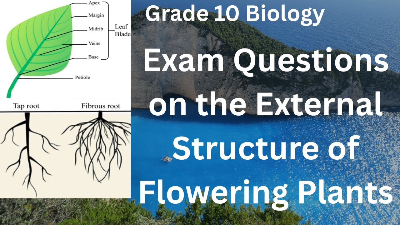 Exam Questions on the External Structure of Flowering Plants (Grade 10 Biology)