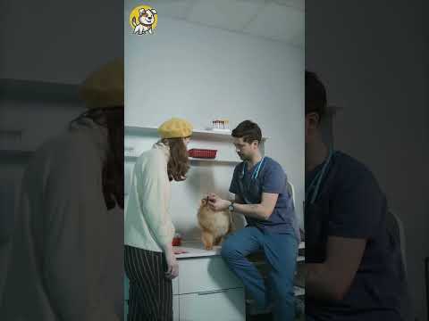 Did You Know Raw Fish Is Toxic For Dogs? | Dogs World