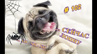 Приколы с котами, собаками, омикс февраль 2019 ч.2 / Fun with animals February 2019 part 2