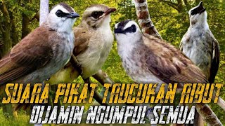 Download lagu SUARA PIKAT TRUCUKAN RIBUT | DIJAMIN NGUMPUL SEMUA mp3