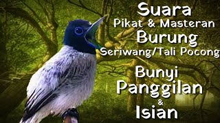 Download lagu Suara Burung Seriwang Asia Gacor/Tali Pocong Unik & Langka || Untuk Pikat Pancingan & Masteran mp3 Download lagu Suara Burung Seriwang Asia Gacor/Tali Pocong Unik & Langka || Untuk Pikat Pancingan & Masteran mp3