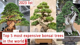 Download lagu Top 5 most expensive bonsai trees in the world! mp3 Download lagu Top 5 most expensive bonsai trees in the world! mp3