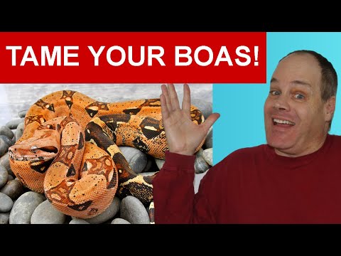 Taming Your Pet Boa Constrictor
