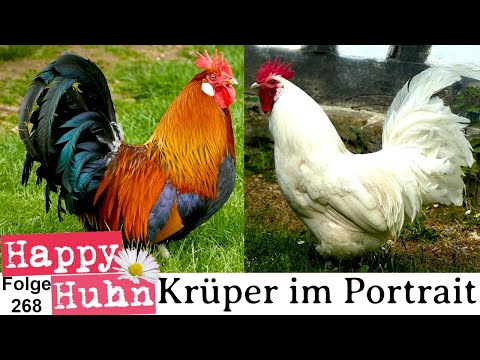 Krüper chickens in the breed portrait - Germany's oldest chicken breed - HAPPY CHICKEN E268 - Dac...