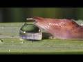 Slug vs water droplet #1 - UHD 4K