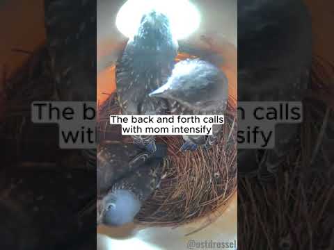 Fledge time for the Bluebirds