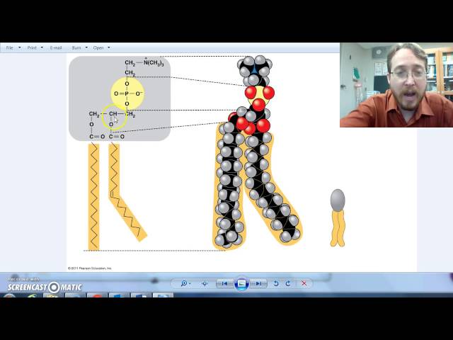 Výslovnost videa diglycerides v Anglický