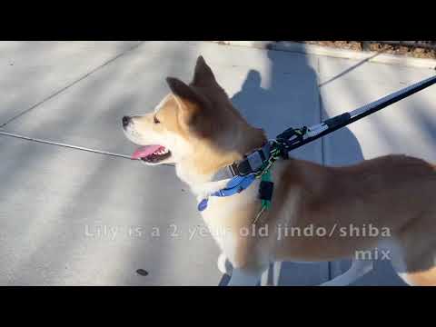 Lily, an adopted Jindo & Shiba Inu Mix in Long Island City, NY_image-1