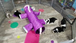 Video preview image #4 Border Collie Puppy For Sale in STRAFFORD, MO, USA