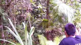 Download lagu The Black Shama Calls Back - RARE FOOTAGE mp3