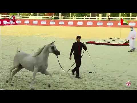 N.334 D MARAKSH - UAE National Championship 2020 - Stallions 10+ Years Old (Class 12).mp4