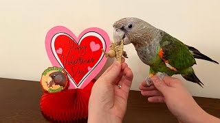 Truman Cape Parrot Gets Valentine's Day Toys