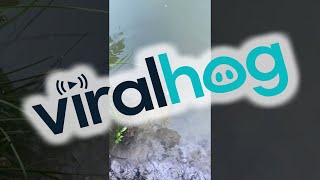 Download lagu Stealthy Arapaima Fish Takes Food || ViralHog mp3