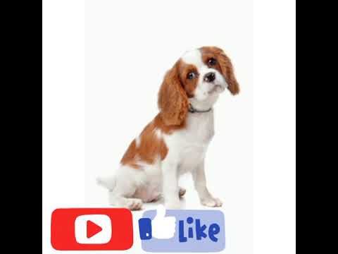 marques des chiens 🐕🐕🐕