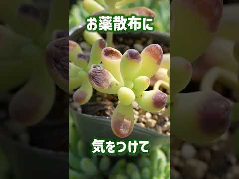 園芸 モンテレアーレマンネングサ、モンドヴィマンネングサ、クロスリーフセダム