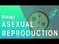 What Is Asexual Reproduction | Genetics | Biology | FuseSchool