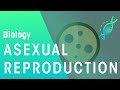 What Is Asexual Reproduction Genetics Biology FuseSchool