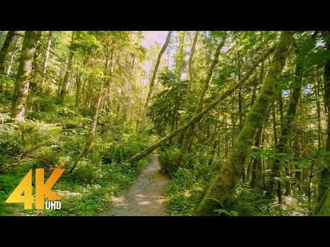 4K Virtual Hike on West Tiger Trail, Issaquah - Forest Walk with Sunrays Shining through the Trees