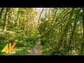 4K Virtual Hike On West Tiger Trail Issaquah Forest Walk With Sunrays Shining Through The Trees