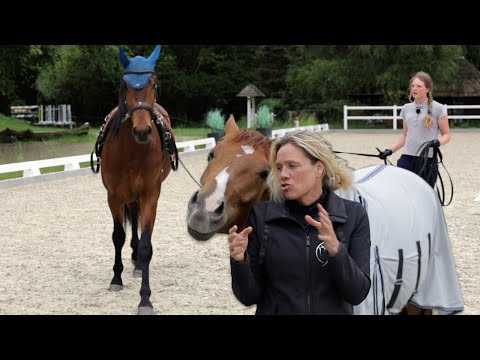 Bodenarbeit mit Jungpferden - Doppellonge zur Gewöhnung an die Zügelführung |  Jungpferdeausbildung