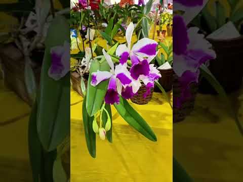 🌸 VEJA EM DETALHES COMO FOI A 13ª EXPOSIÇÃO REGIONAL DE ORQUÍDEAS 🌸