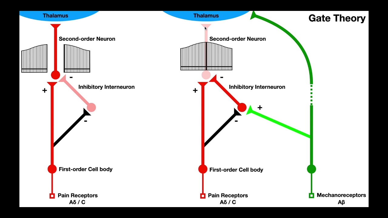 Pain Modulation | Gate Control & Endogenous Opioid Mechanisms [TENS/IFC]