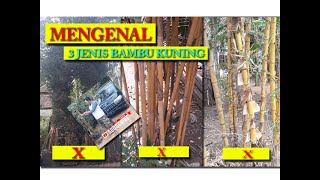Download lagu 3 types of yellow bamboo and how to cultivat mp3