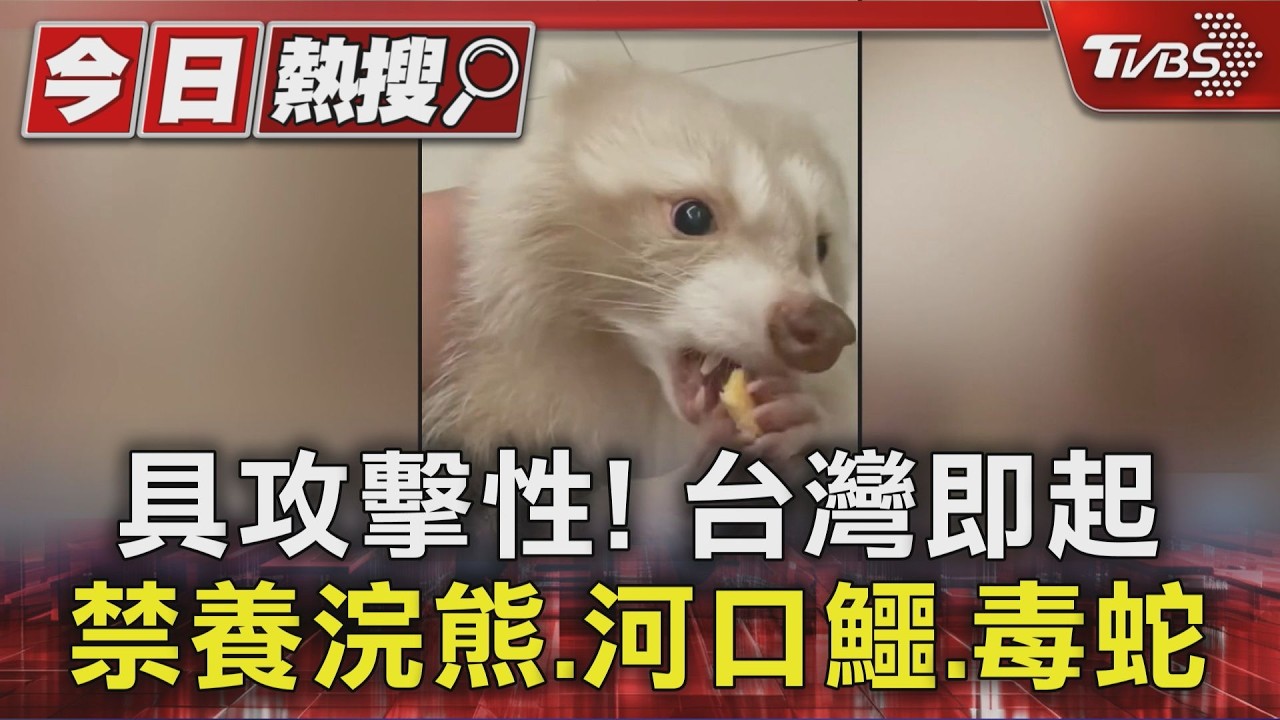 影音/5月新制! 禁養「浣熊.河口鱷.毒蛇」 計程車最高補貼油價6千