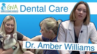 Dental Care by Georgia Veterinary Associates
