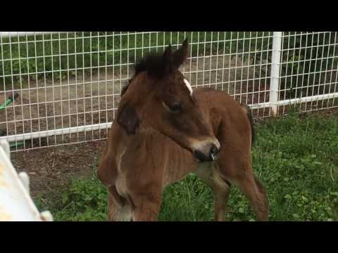 Louie by Lissaro van de Helle x Peggy Sue/Pointmaker