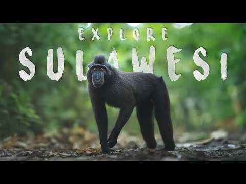 Explore Sulawesi, Indonesia | Diving, Wildlife & Volcanoes
