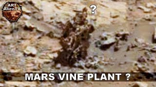Mars Vine Plant & Coffin Corpse ?? (Short Version) ArtAlienTV