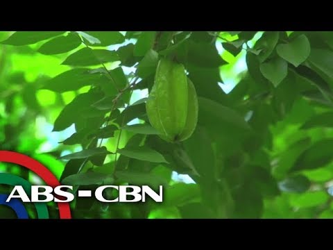 download lagu mp3 mp4 Balimbing Benefits, download lagu Balimbing Benefits gratis, unduh video klip Balimbing Benefits