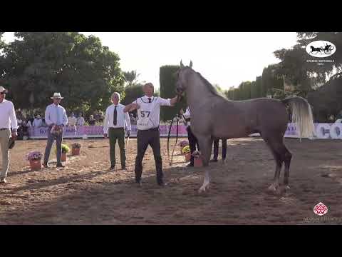 N 57 ABHA DANDI   Spanish Nationals 2022   Stallions 4   6 Years Old Class 10