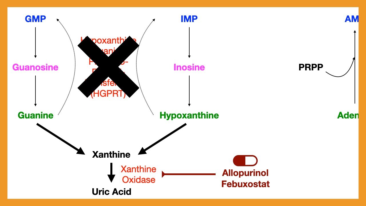 Purine Salvage Pathway