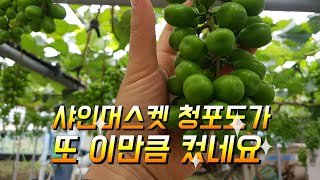 샤인머스켓 청포도 또 이만큼 컸어요