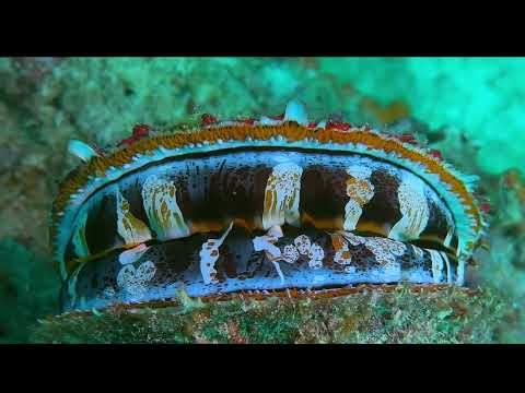 Moalboal, Cebu Philippines – Part 2 - scuba diving video