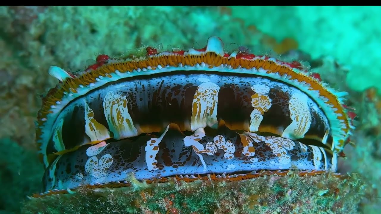 Second of 5 videos - Selection of Moalboal's Invertebrates