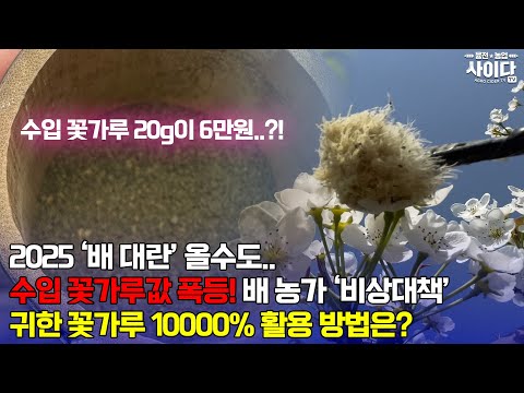 수입 꽃가루값 폭등으로 인한 '2025 배 대란', 비상대책은?!