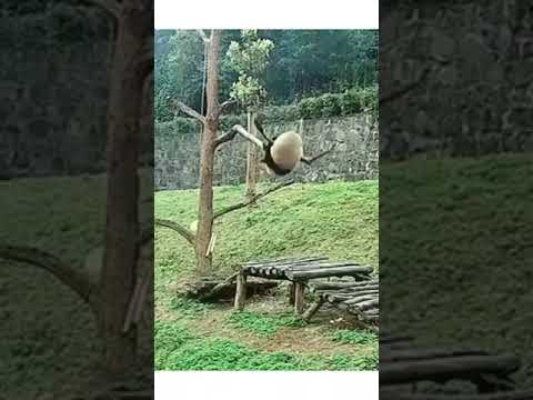 What is your favorite clip 🤣👇🏻#shorts  #funnyanimals #funnyvideos #funny #cat