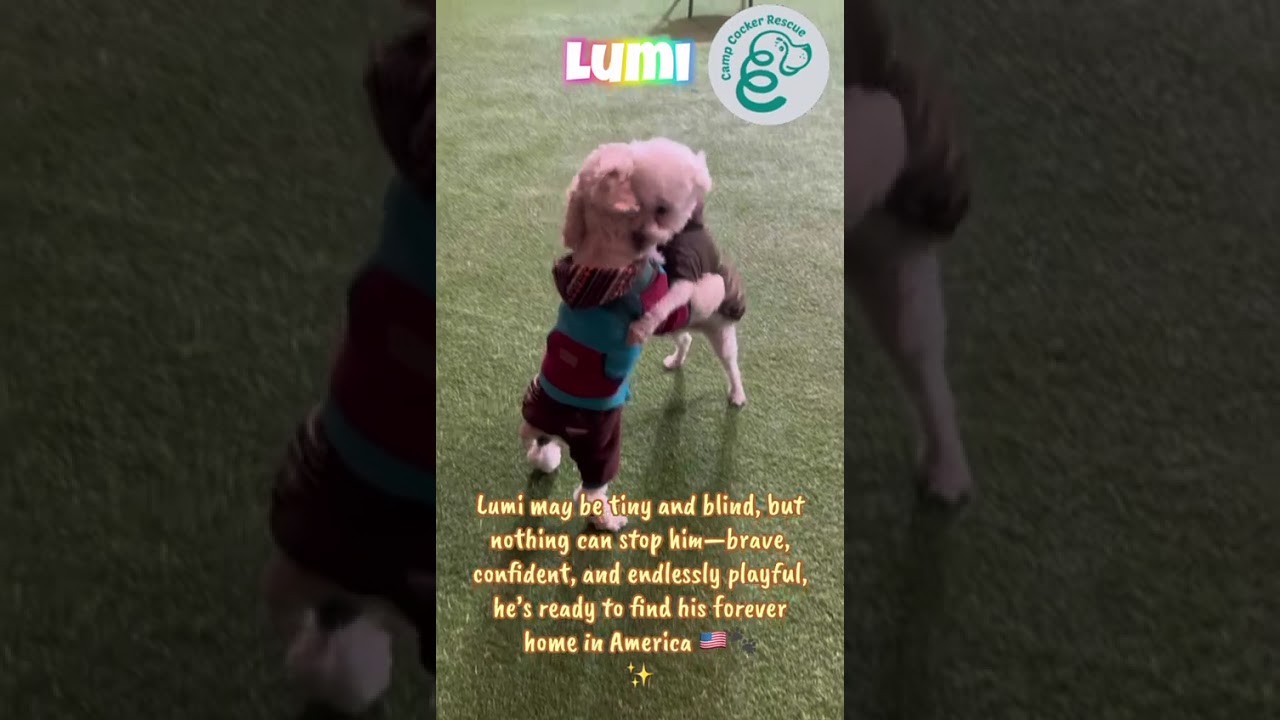 Enlarge Lumi, a Adoptable mixed breed in South San Francisco, CA video 3/3