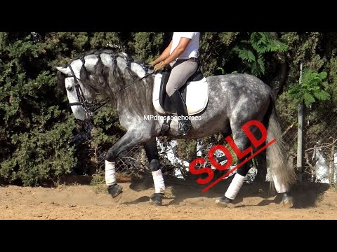 *SOLD* Advanced PRE Andalusian Stallion 2014 - 1,70m | #MP279