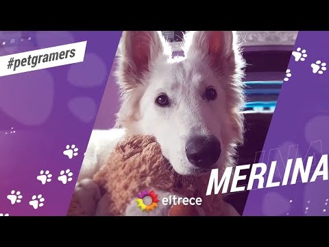 Merlina, conocé a una perrita muy inteligente y tranquila