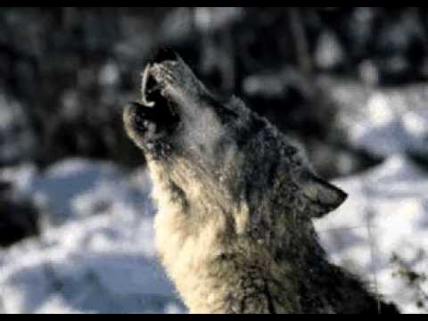 Wolf Howl Colors