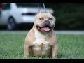 The difference in an American Bully and a Pit Bull ...