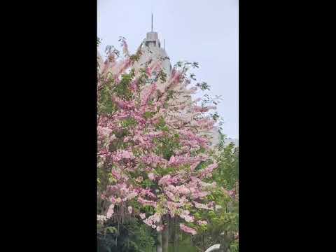 The “Thai Sakura” on the streets of Nanning has entered full bloom #Nanning #SpringBlossoms