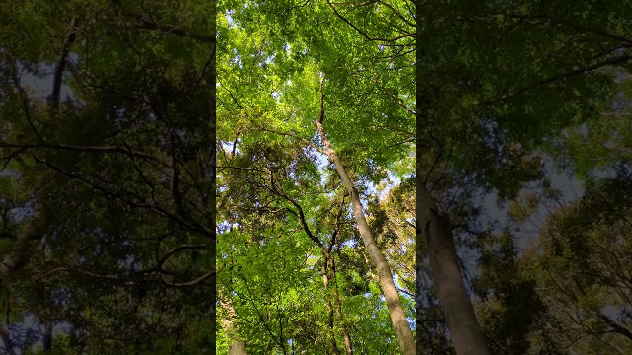 New Fresh And Green Leaves In Mountains Of Tokyo, Japan