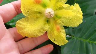 Walk in tropical park🐢☔Hawker Food🌷🌴Famous Hainanese Chicken Rice👒Popular Street Food Hor Fun Noodle